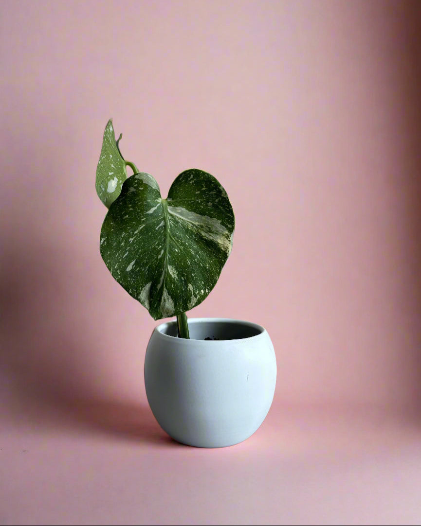 thai constellation monstera local delivery austin
